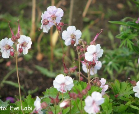 Geranium cantabrigiense `Biokovo`- viljatu kurereha