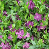 Vinca minor `Atropurpurea`-väike igihali