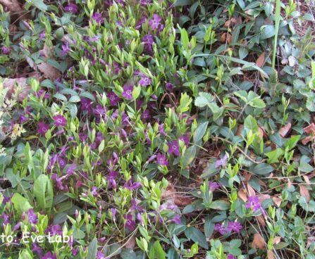 Vinca minor `Atropurpurea`-väike igihali
