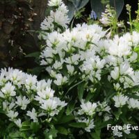 Campanula glomerata `Alba`-kerakellukas