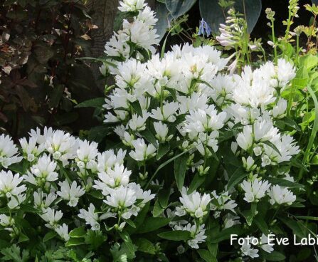 Campanula glomerata `Alba`-kerakellukas