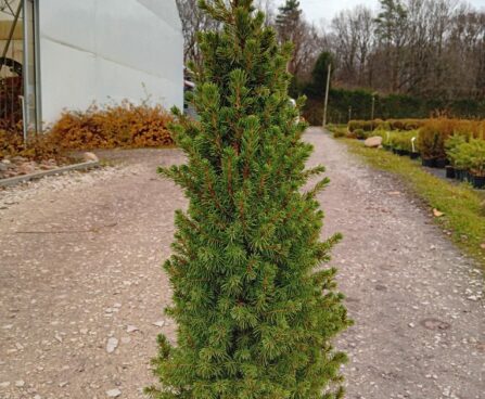 Picea glauca 'Conica'