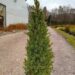 Picea glauca 'Conica'