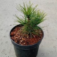 Pinus cembra-alpi seedermänd
