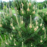 Pinus mugo- mägimänd