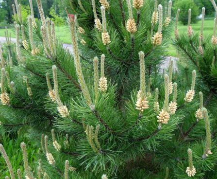 Pinus mugo- mägimänd