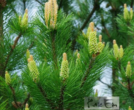 Pinus mugo-mägimänd