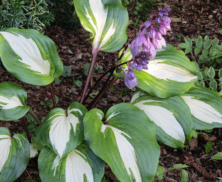 Hosta `Raspberry Sundae` Foto Eve Labi