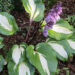 Hosta `Raspberry Sundae` Foto Eve Labi