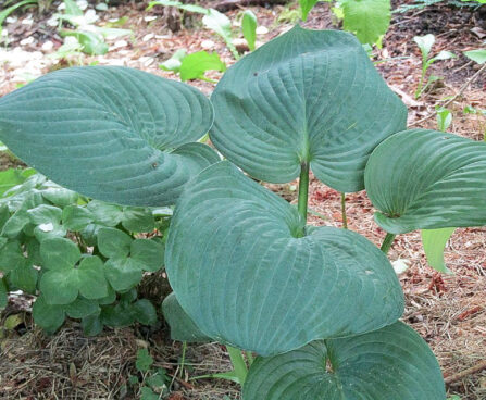 Hosta `Black Beauty` Foto Eve Labi