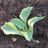 Hosta `Mighty Mouse` Foto Eve Labi