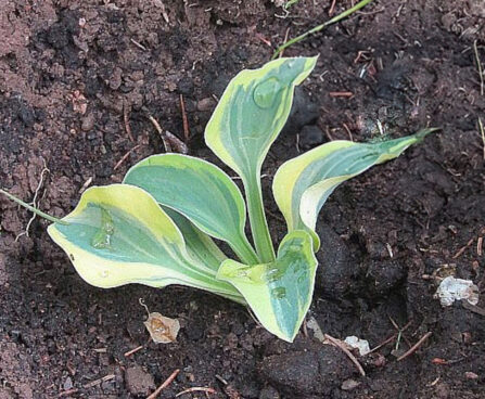 Hosta `Mighty Mouse` Foto Eve Labi