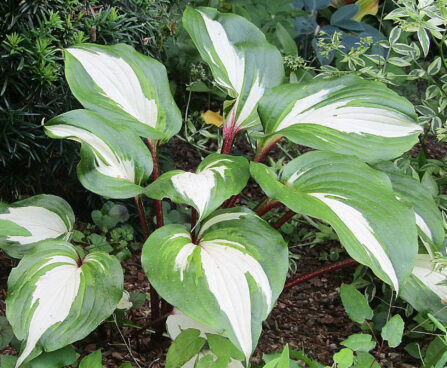 Hosta `Raspberry Sundae` 1 Foto Eve Labi