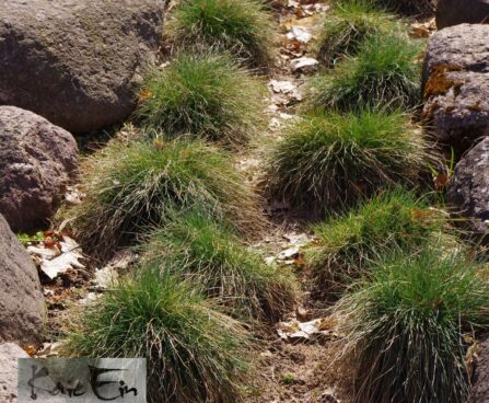 Festuca glauca -hall aruhein