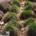Festuca glauca -hall aruhein