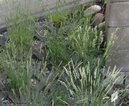 Festuca glauca -hall aruhein seemikud