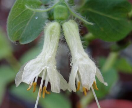 Lonicera kamtschatica -söödav kuslapuu õied
