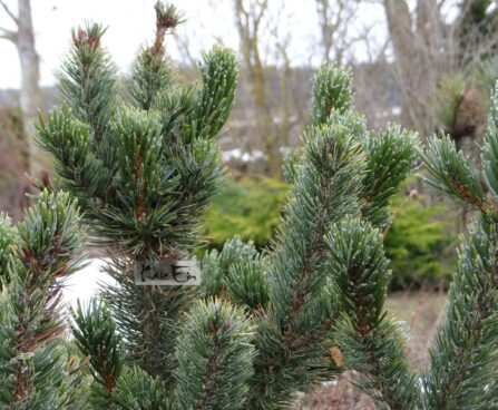 Pinus aristata-ohteline mänd 1