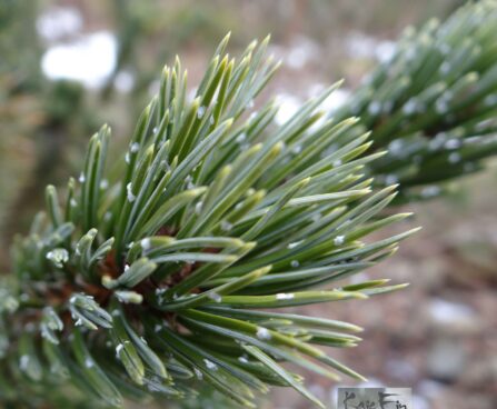 pinus aristata-ohteline mänd3