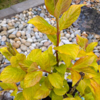 Syringa villosa `Aurea` karvane sirel