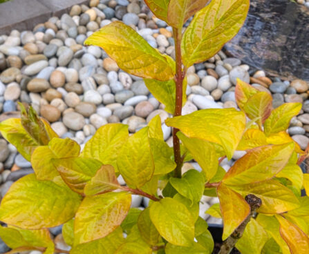 Syringa villosa `Aurea` karvane sirel