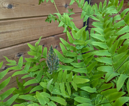Osmunda regalis kuning-osmunda