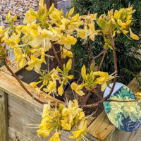 Rhododendron mollis `Harvest Moon` rododendron