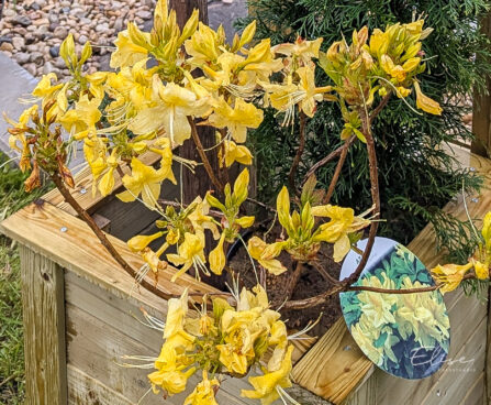 Rhododendron mollis `Harvest Moon` rododendron