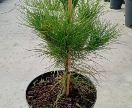 Pinus nigra-must mänd