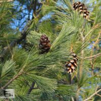 Pinus peuce-rumeelia mänd