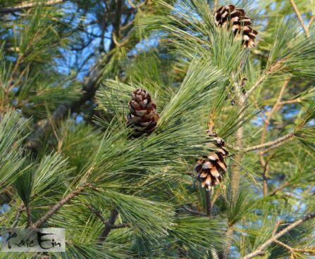 Pinus peuce-rumeelia mänd