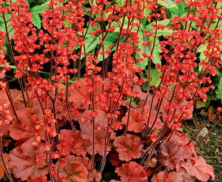 1733_10655_HEU_CherryCola_449023_Heuchera_helmikpooris.jpg