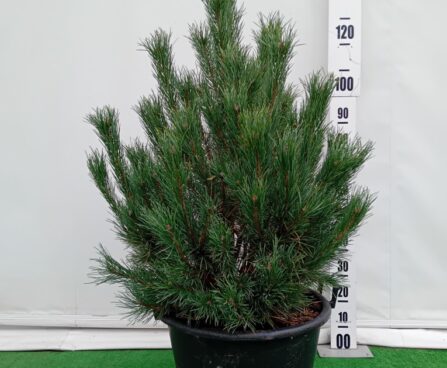 Pinus sylvestris 'Watereri'-harilik mänd Szmiti tootefoto