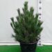 Pinus sylvestris 'Watereri'-harilik mänd Szmiti tootefoto