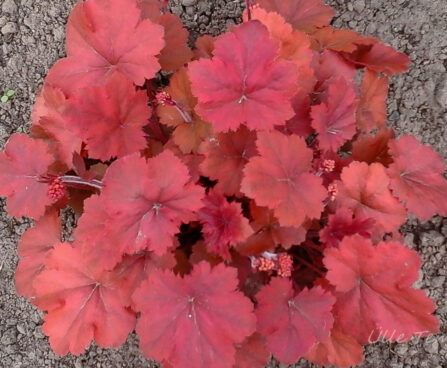 1733_7385_Heuchera_Cherry_Cola_2.JPG