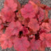 1733_7385_Heuchera_Cherry_Cola_2.JPG