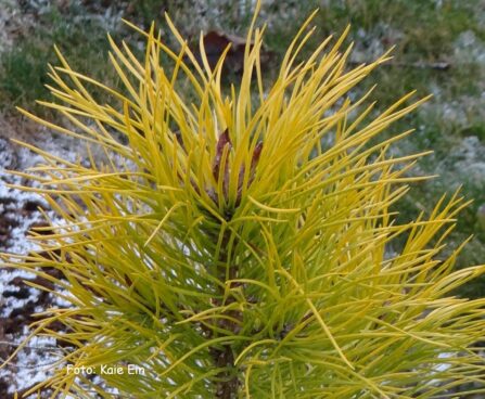 pinus sylvestris `Cold Coin- har. mänd