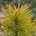 pinus sylvestris `Cold Coin- har. mänd