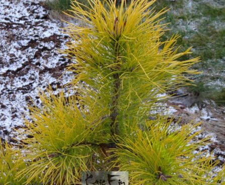 pinus sylvestris `Cold Coin`-harilik mänd s