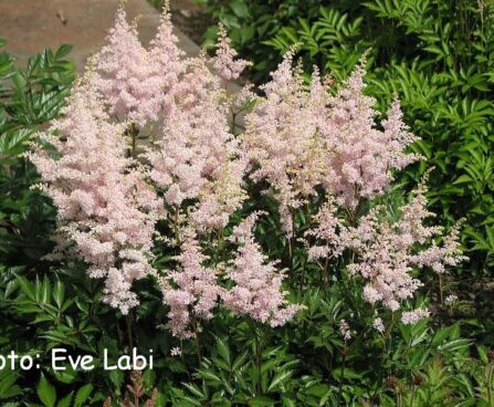 Astilbe japonica `Peach Blossom` -jaapani astilbe