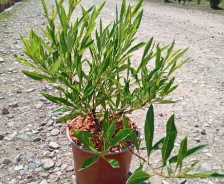 Prunus pumila var. depressa-roomav kirsipuu