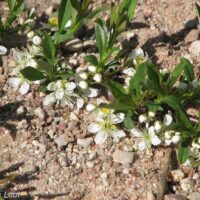 Prunus pumila var. depressa-roomav kirsipuu-õid Foto Eve Labi