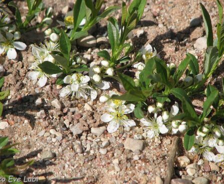 Prunus pumila var. depressa-roomav kirsipuu-õid Foto Eve Labi