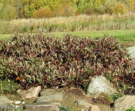 Prunus pumila var. depressa-roomav kirsipuu Foto Eve Labi