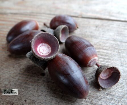 Quercus robur 'Timuki'-harilik tamm tõrud f