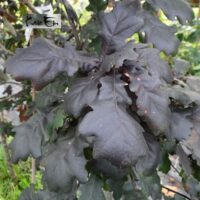 Quercus robur 'Timuki'-har. tamm sügisel