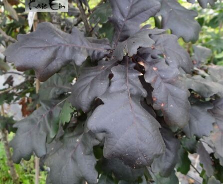 Quercus robur 'Timuki'-har. tamm sügisel