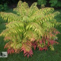 Rhus typhina`Tiger Eyes` äädikapuu