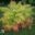 Rhus typhina`Tiger Eyes` äädikapuu