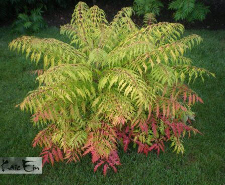 Rhus typhina`Tiger Eyes` äädikapuu